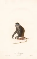 Rotschwanzmeerkatze (Simia ascanius)