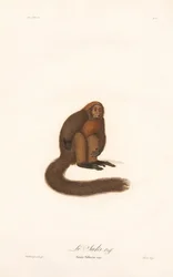 Roter Brüllaffe (Simia pithecia)