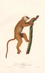 Roter Lemur (Lemur rufus)