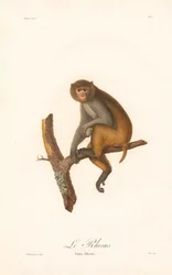 Rhesusaffe (Simia Rhesus)