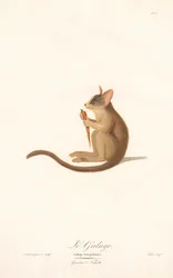 Senegal-Galago (Galago senegalensis)