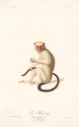 Silberner Marmoset (Simia argentata)