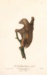 Gefleckter Gleitflieger (Galeopithecus variegatus)