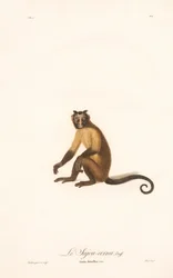 Gehaubter Kapuziner (Simia fatuellus)
