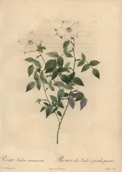 Weiße und rosa China-Rose, Rosa chinensis