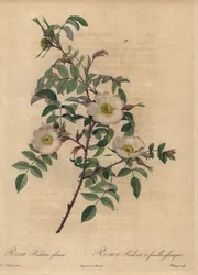 Weiße und rosa Rose, Rosa redutea glauca