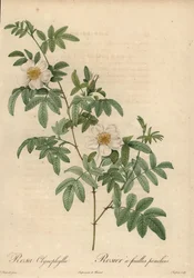 Weiße Rose, Rosa clynophylla