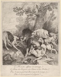 Ein Wolf von Hunden angegriffen