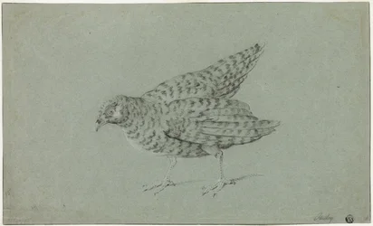 Rebhuhn