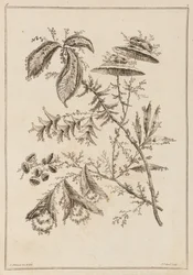 Blütenzweig