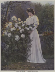 Die Chrysanthemen