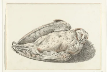 Tote Eule