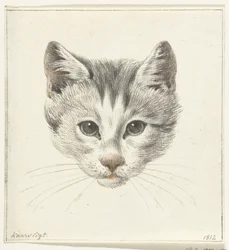 Kopf einer Katze, von vorne gesehen bei Kerzenlicht