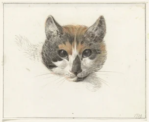 Kopf einer Schildpattkatze, von vorne, mit offenen Augen