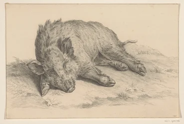 Liegendes Wildschwein