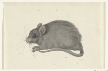 Maus, nach links