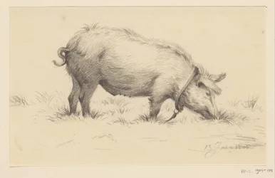 Stehendes urinierendes Schwein, nach rechts, im Gras