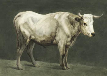 Stehender Stier