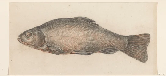 Fisch, nach links