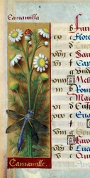 Botanik: Kamille mit Marienkäfer und Libelle. Miniatur aus „Les Grandes Heures d