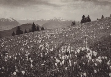 Rigi Kaltbad, Frühling