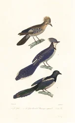 Eichelhäher, Blauhäher und Elster