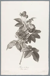 Französische Rose