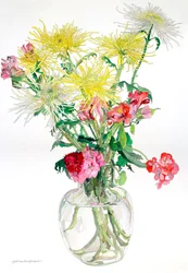 Spinnenchrysanthemen