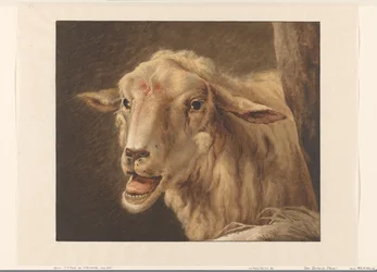 Schafskopf