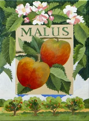 Malus (Apfel)