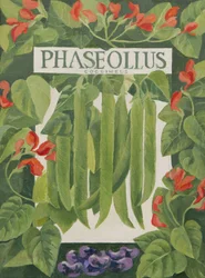 Phaseollus (Stangenbohnen)