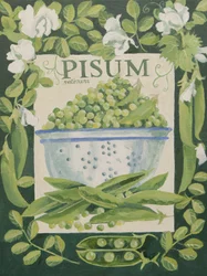 Pisum, Erbsen