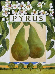 Pyrus (Birne), 2014
