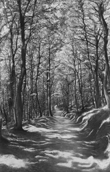 Toskana, Buchenwald