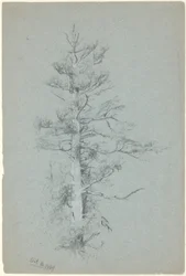 Baumstudie