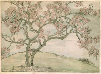 Apfelblüte