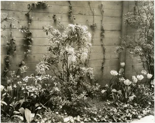 Mr & Mrs John Morgan, 39 W 11 St, Andromeda-Pflanze, Greenwich Village, New York, USA, ca. 1939-40
