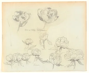Blumenstudien