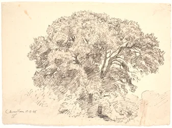Studie von Bäumen. Classens Have
