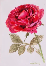 Eine rote Rose, 2000, Aquarell auf handgeschöpftem Papier