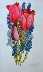 Tulpen, Muscari und Vergissmeinnicht