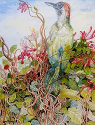 Specht in der Geißblattblüte
