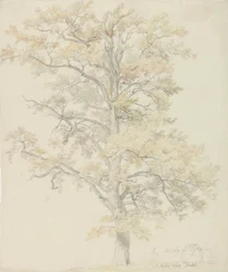 Eiche mit Herbstlaub, Milicz