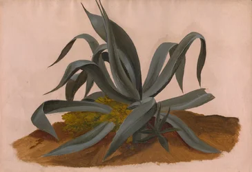 Studie einer Agave
