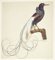 Exotischer Vogel