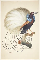 Exotischer Vogel