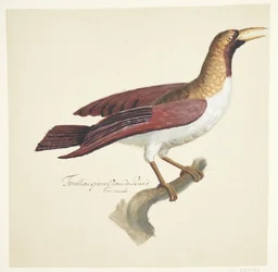 Vogel