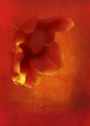 Blume in Rot