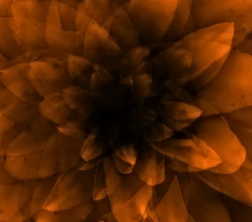 Orange Blume