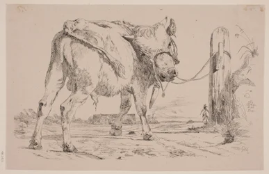 Ein junger Stier, der an einen Pfosten gebunden ist